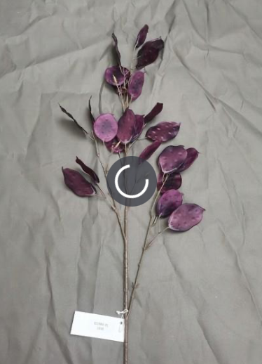 PRPL DOLLAR SPRAY,