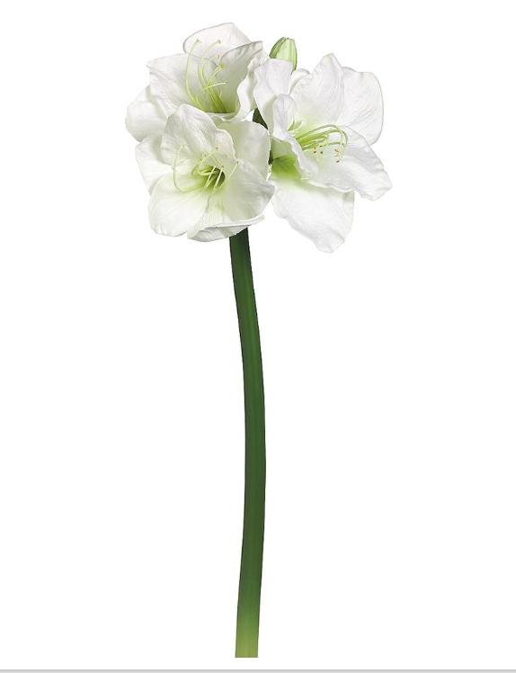 WhT Amaryllis