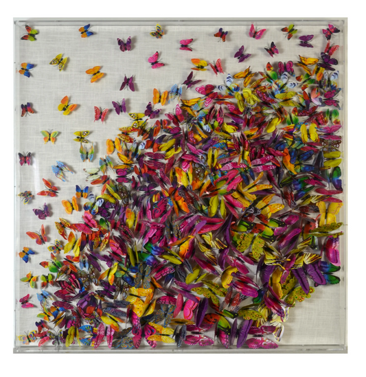 Butterfly Multi Color