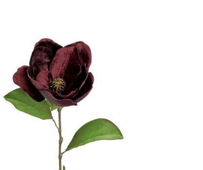 Burgandy Magnolia
