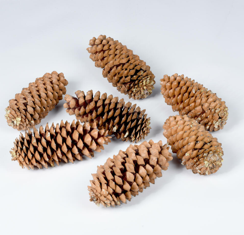 9.5"-10" Sugar Pinecone 7/Pack