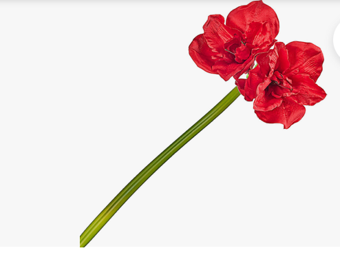 Red Amaryllis