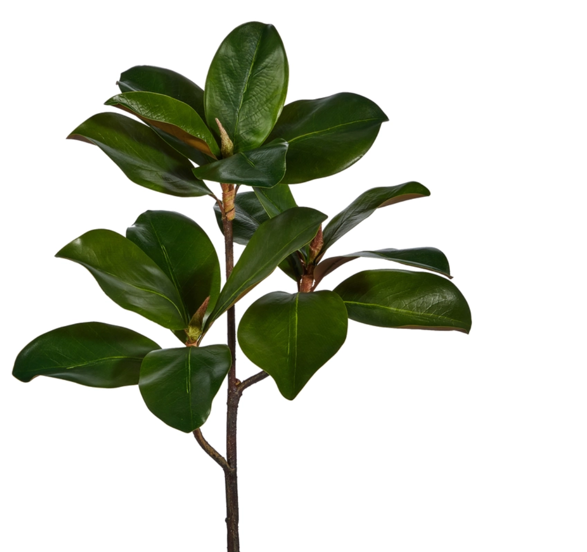 Magnolia Leave Branch